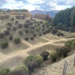 Thumbnail of post image 173