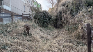 Thumbnail of post image 118