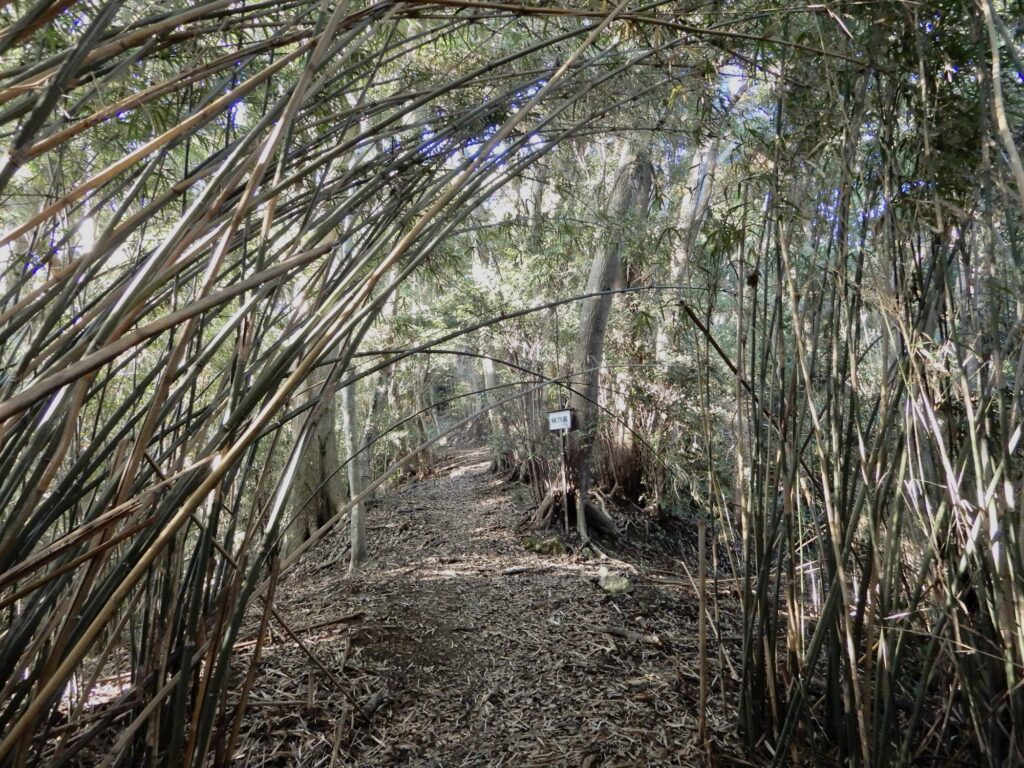 稲村城の本丸登城路