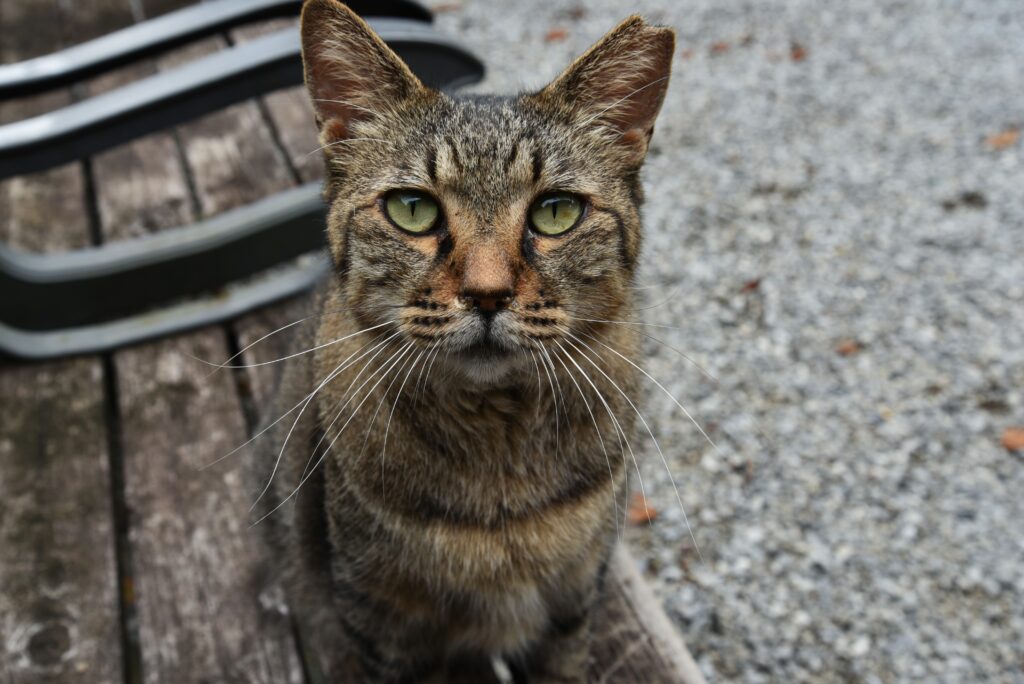 岩槻城 猫城主