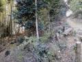 山崎城 主郭登城路